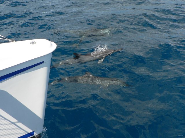 09- Les dauphins nous accompagnent dans la passe 